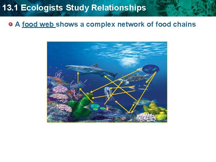 13. 1 Ecologists Study Relationships A food web shows a complex network of food