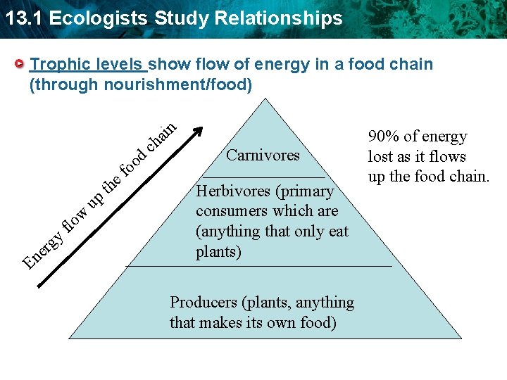 13. 1 Ecologists Study Relationships Trophic levels show flow of energy in a food