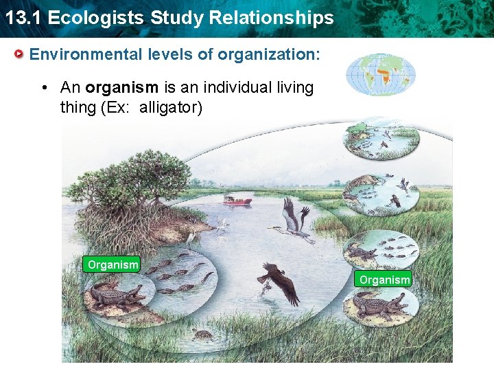 13. 1 Ecologists Study Relationships Environmental levels of organization: • An organism is an