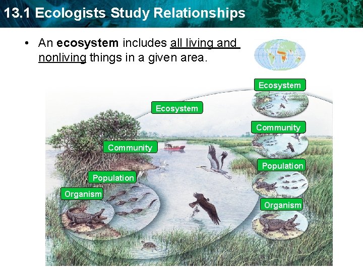 13. 1 Ecologists Study Relationships • An ecosystem includes all living and nonliving things