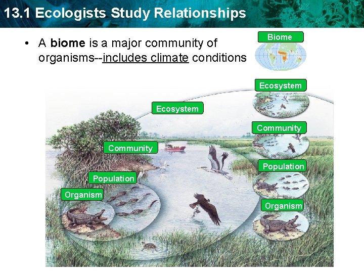 13. 1 Ecologists Study Relationships • A biome is a major community of organisms--includes