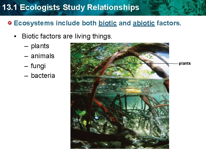 13. 1 Ecologists Study Relationships Ecosystems include both biotic and abiotic factors. • Biotic