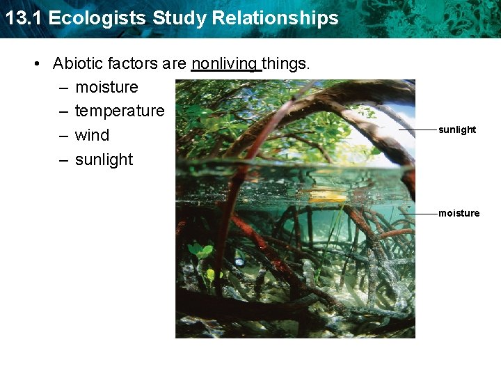 13. 1 Ecologists Study Relationships • Abiotic factors are nonliving things. – moisture –