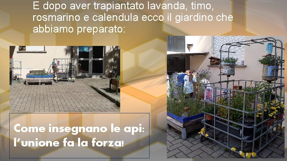 E dopo aver trapiantato lavanda, timo, rosmarino e calendula ecco il giardino che abbiamo