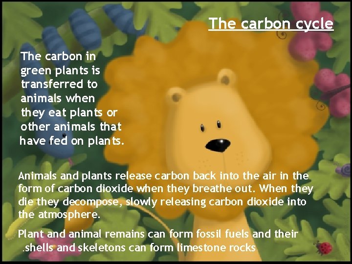 The carbon cycle The carbon in green plants is transferred to animals when they