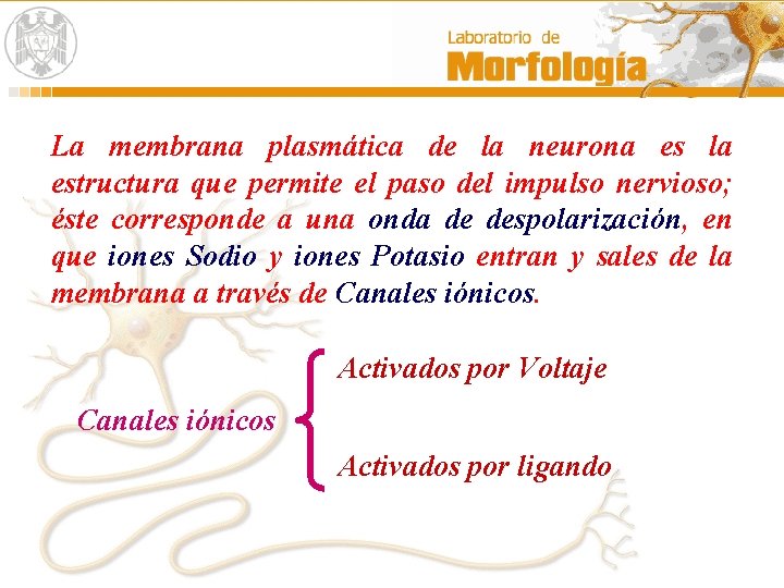 La membrana plasmática de la neurona es la estructura que permite el paso del