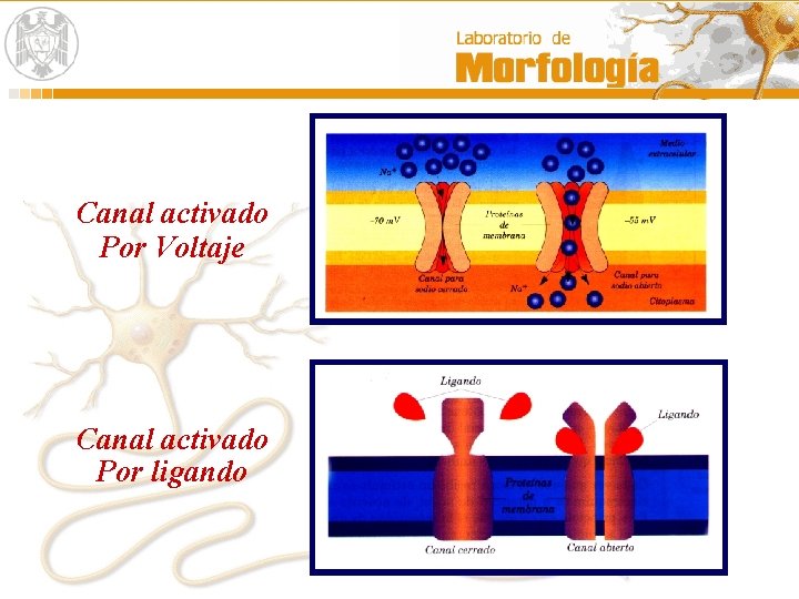 Canal activado Por Voltaje Canal activado Por ligando 
