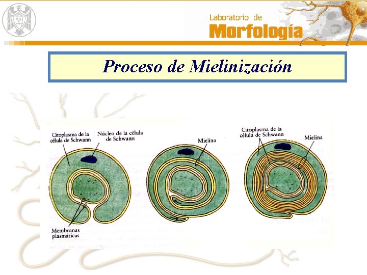 Proceso de Mielinización 