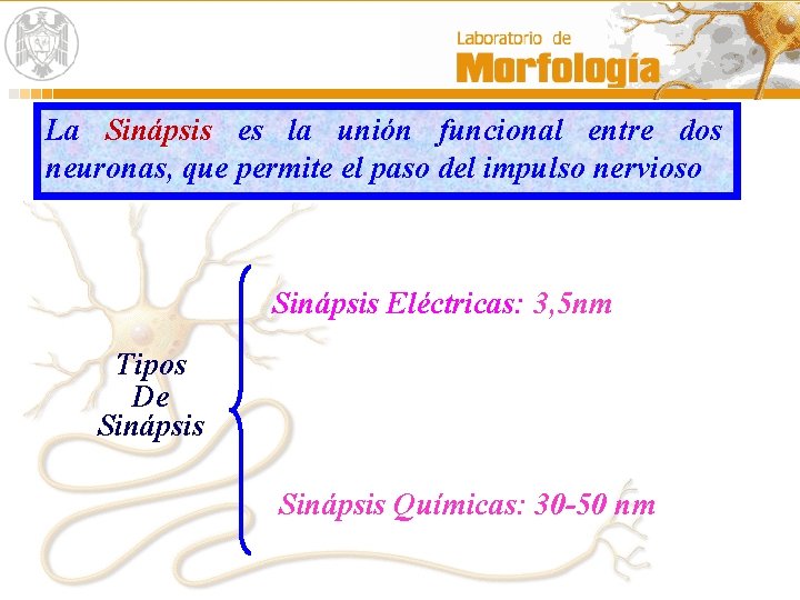 La Sinápsis es la unión funcional entre dos neuronas, que permite el paso del