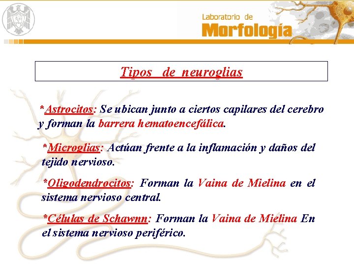 Tipos de neuroglias *Astrocitos: Astrocitos Se ubican junto a ciertos capilares del cerebro y