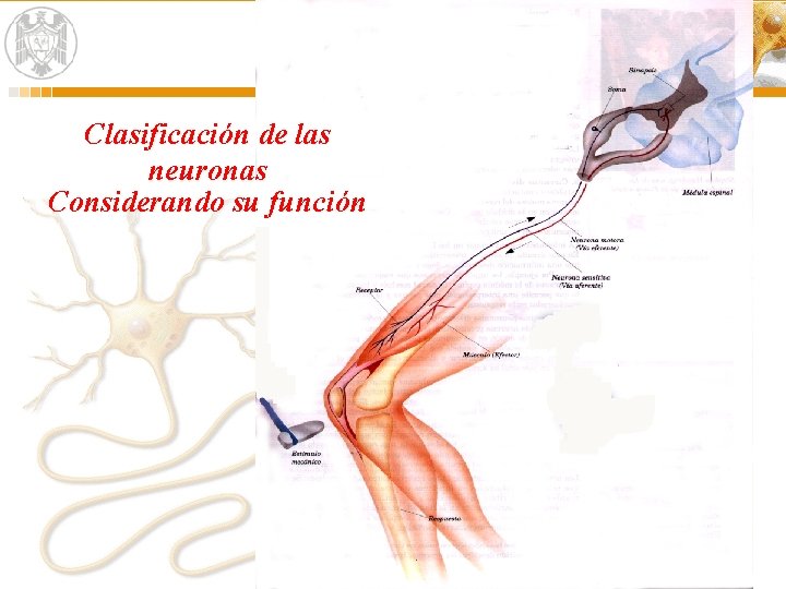 Clasificación de las neuronas Considerando su función 