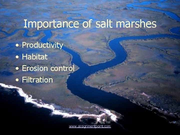 Importance of salt marshes • • Productivity Habitat Erosion control Filtration www. assignmentpoint. com