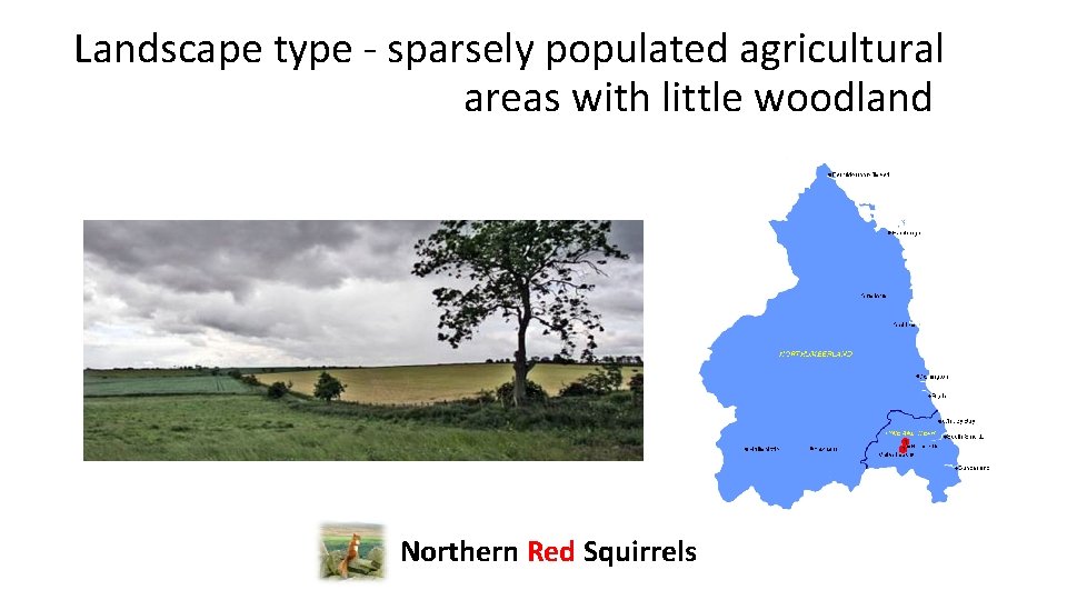 Landscape type - sparsely populated agricultural areas with little woodland Northern Red Squirrels 