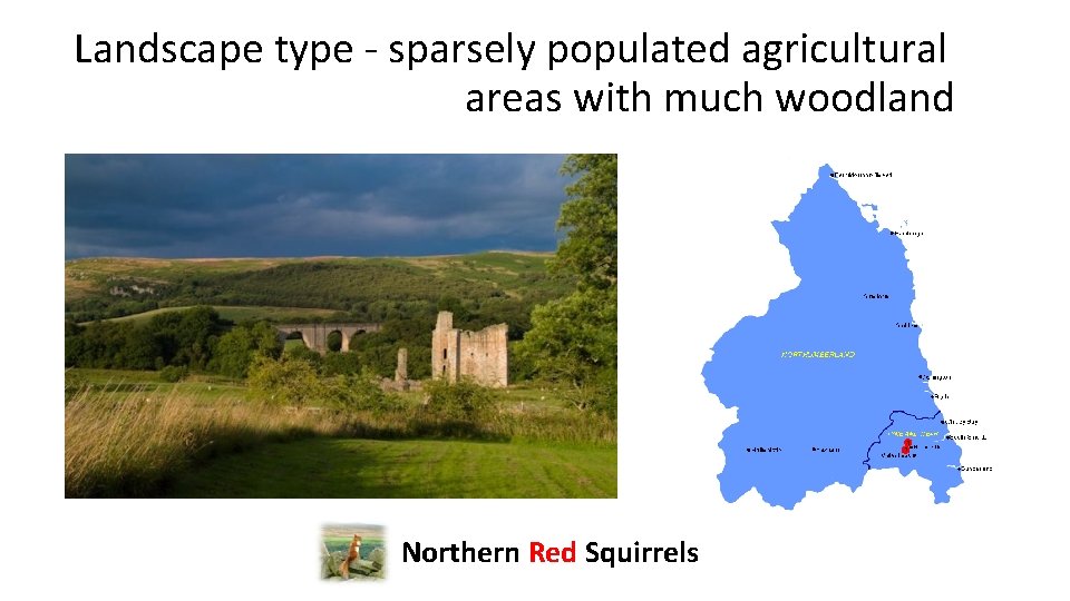 Landscape type - sparsely populated agricultural areas with much woodland Northern Red Squirrels 