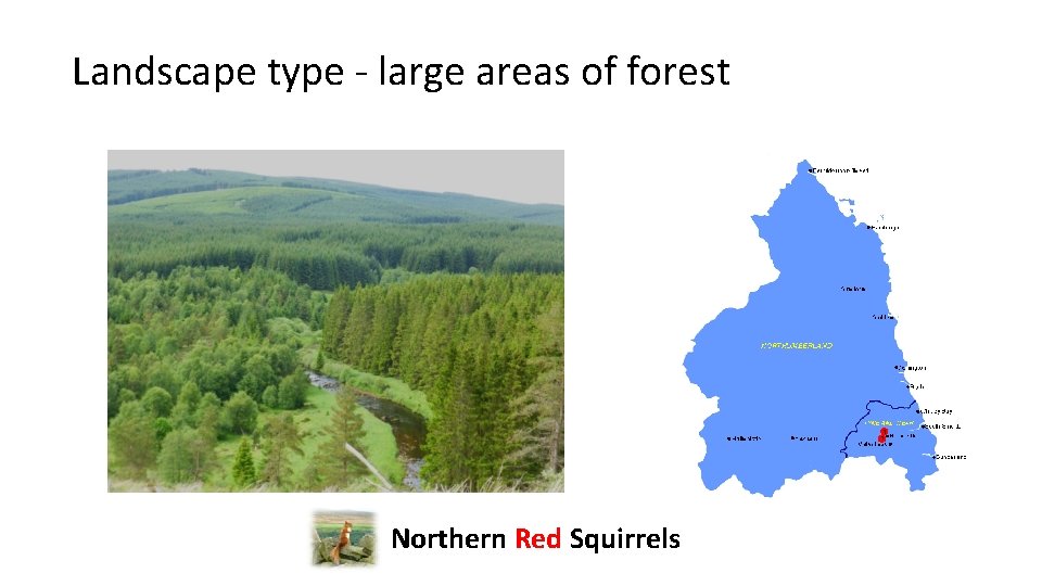 Landscape type - large areas of forest Northern Red Squirrels 