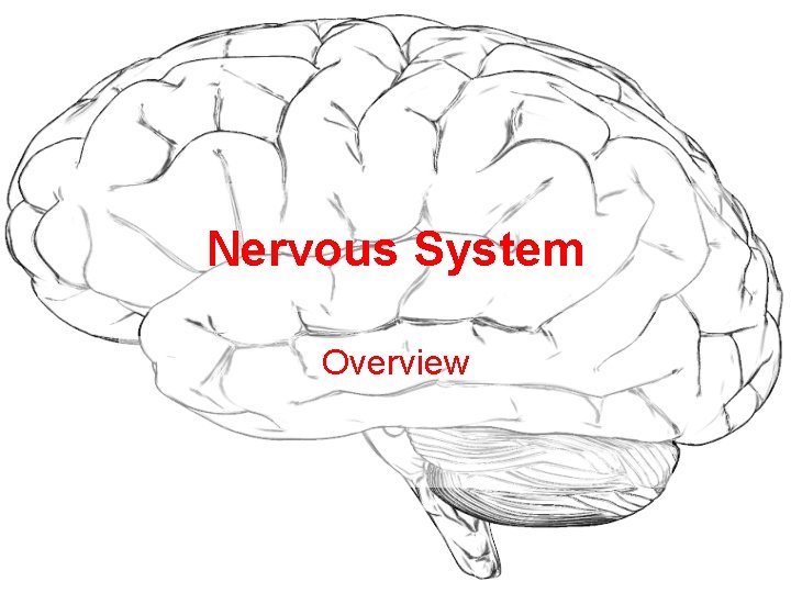 Nervous System Overview 