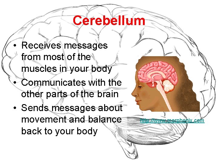 Cerebellum • Receives messages from most of the muscles in your body • Communicates