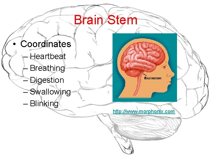 Brain Stem • Coordinates – Heartbeat – Breathing – Digestion – Swallowing – Blinking