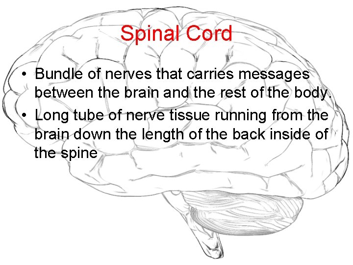 Spinal Cord • Bundle of nerves that carries messages between the brain and the