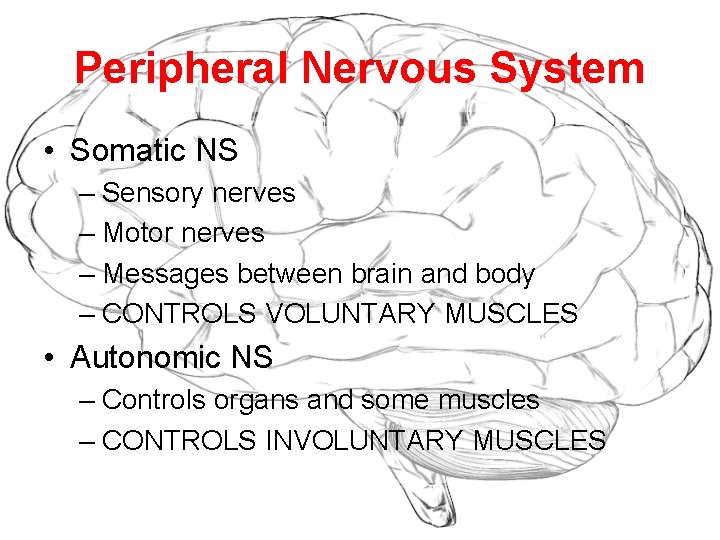Peripheral Nervous System • Somatic NS – Sensory nerves – Motor nerves – Messages