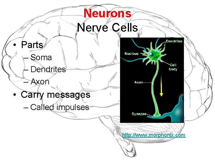 Neurons Nerve Cells • Parts – Soma – Dendrites – Axon • Carry messages