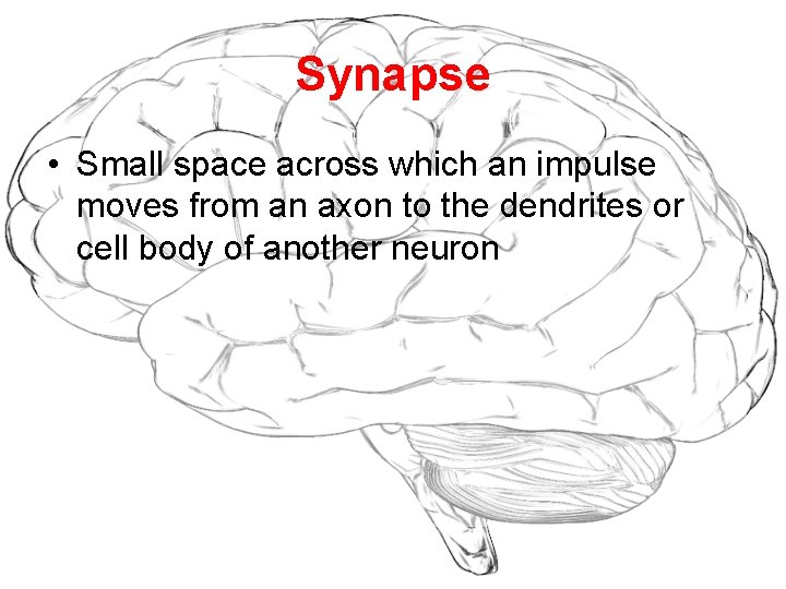 Synapse • Small space across which an impulse moves from an axon to the