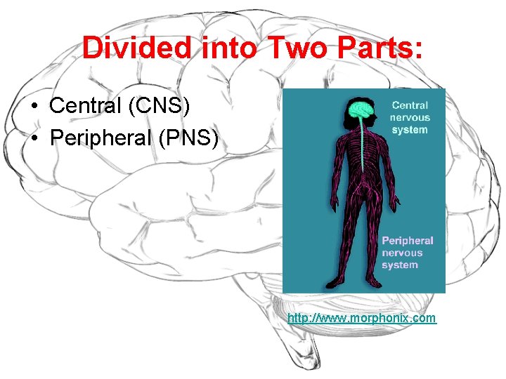 Divided into Two Parts: • Central (CNS) • Peripheral (PNS) http: //www. morphonix. com