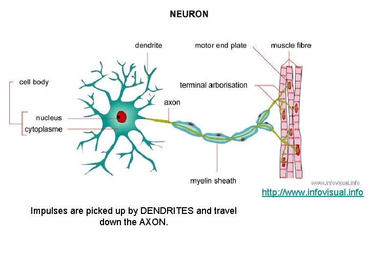 http: //www. infovisual. info Impulses are picked up by DENDRITES and travel down the