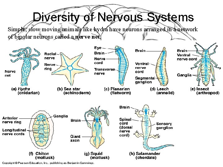 Diversity of Nervous Systems Simple, slow moving animals like hydra have neurons arranged in