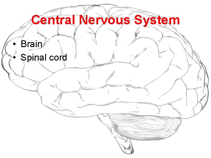 Central Nervous System • Brain • Spinal cord 