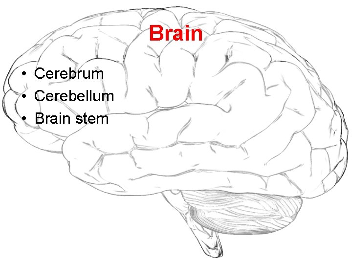 Brain • Cerebrum • Cerebellum • Brain stem 