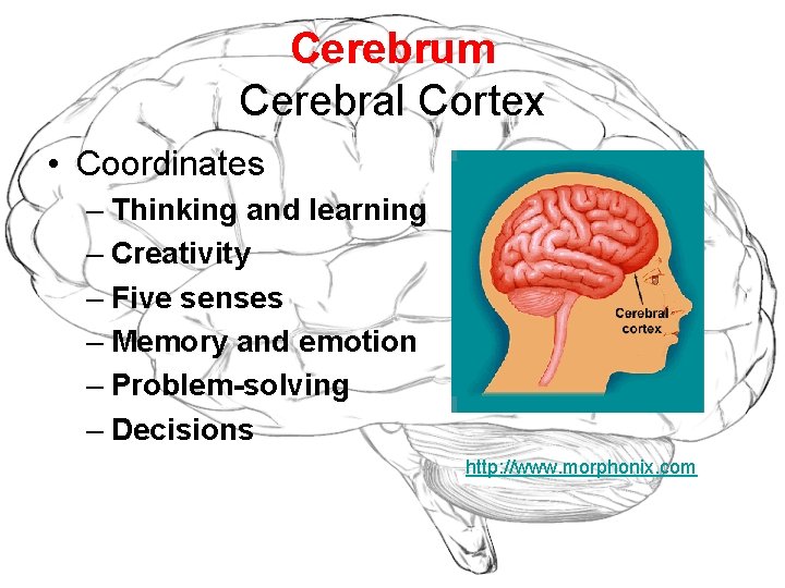 Cerebrum Cerebral Cortex • Coordinates – Thinking and learning – Creativity – Five senses