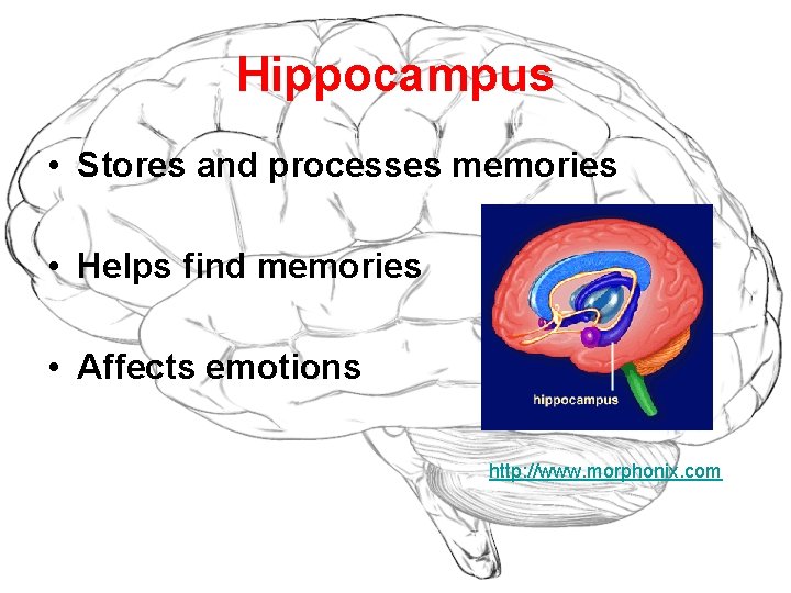 Hippocampus • Stores and processes memories • Helps find memories • Affects emotions http:
