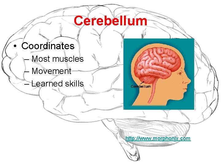 Cerebellum • Coordinates – Most muscles – Movement – Learned skills http: //www. morphonix.