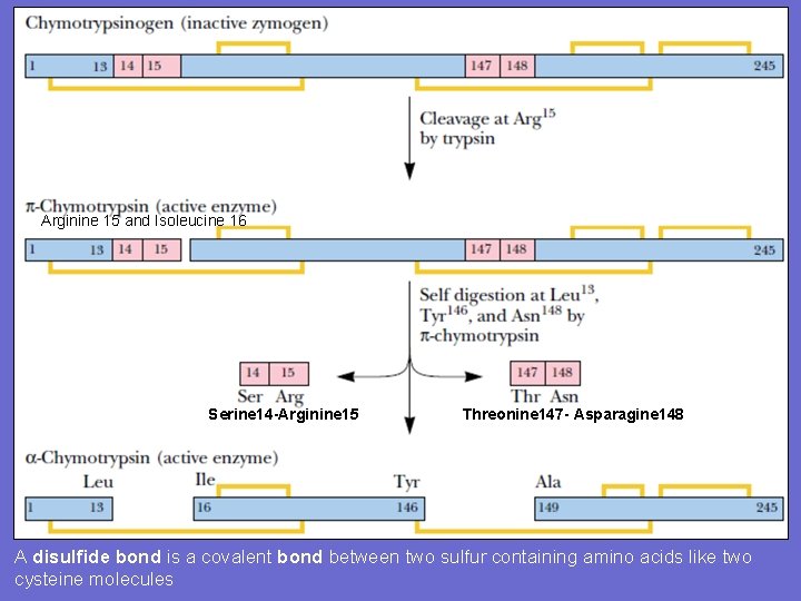 Arginine 15 and Isoleucine 16 Serine 14 -Arginine 15 Threonine 147 - Asparagine 148