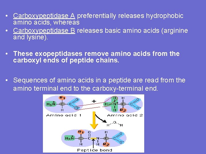  • Carboxypeptidase A preferentially releases hydrophobic amino acids, whereas • Carboxypeptidase B releases