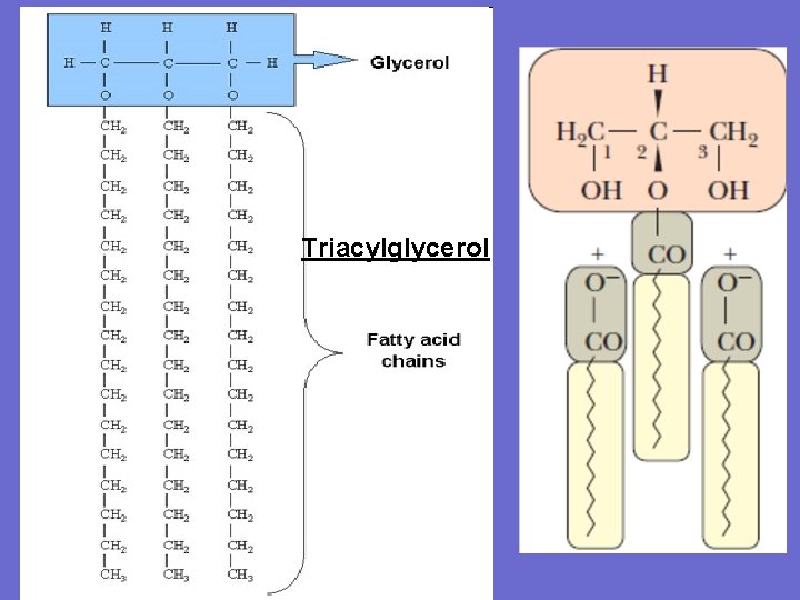 Triacylglycerol 