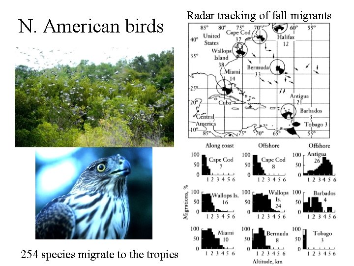 N. American birds 254 species migrate to the tropics Radar tracking of fall migrants