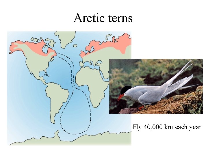 Arctic terns Fly 40, 000 km each year 