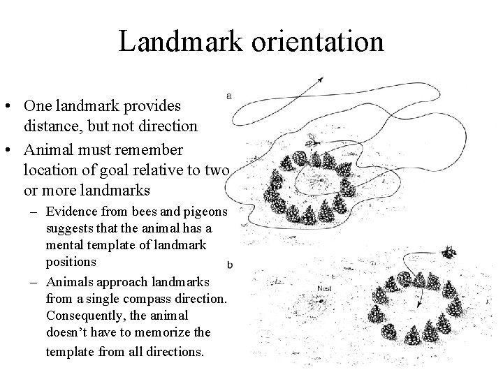 Landmark orientation • One landmark provides distance, but not direction • Animal must remember