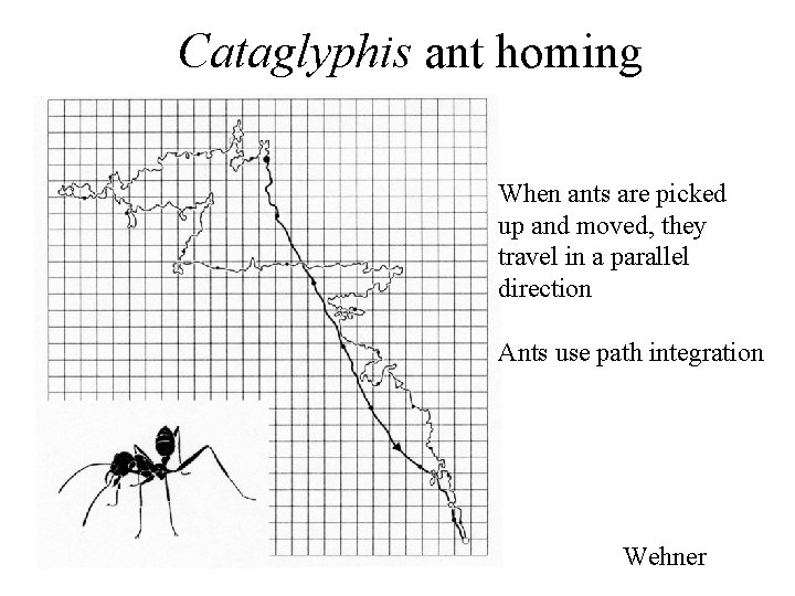 Cataglyphis ant homing When ants are picked up and moved, they travel in a