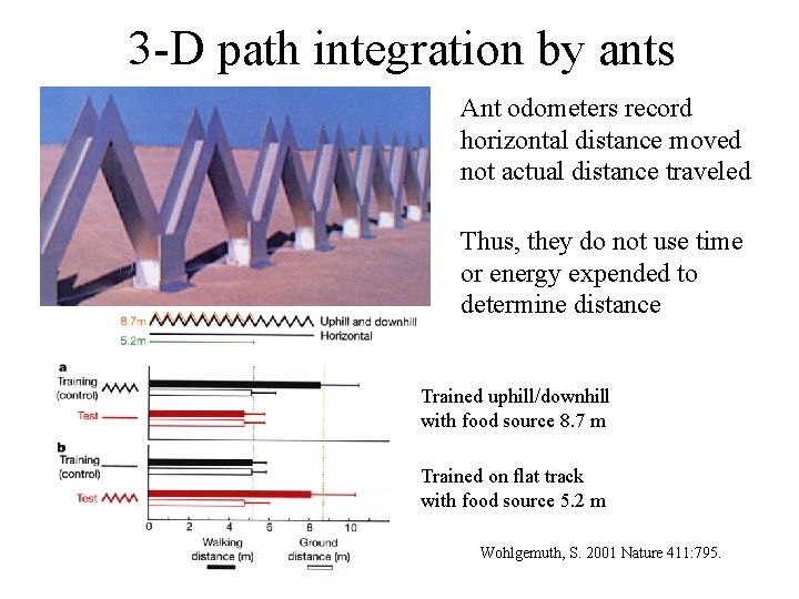 3 -D path integration by ants Ant odometers record horizontal distance moved not actual