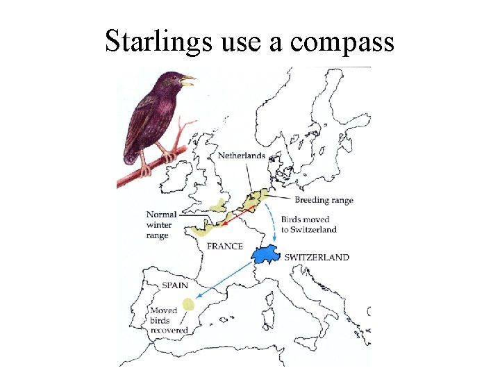 Starlings use a compass 
