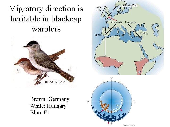 Migratory direction is heritable in blackcap warblers Brown: Germany White: Hungary Blue: F 1