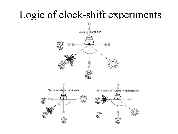 Logic of clock-shift experiments 