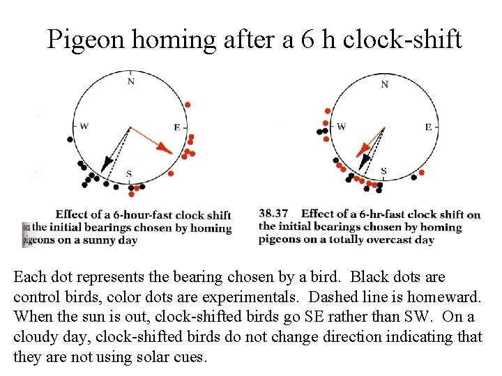 Pigeon homing after a 6 h clock-shift Each dot represents the bearing chosen by