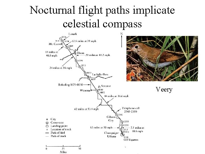 Nocturnal flight paths implicate celestial compass Veery 