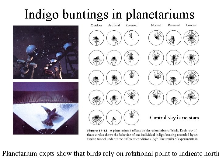 Indigo buntings in planetariums Control sky is no stars Planetarium expts show that birds