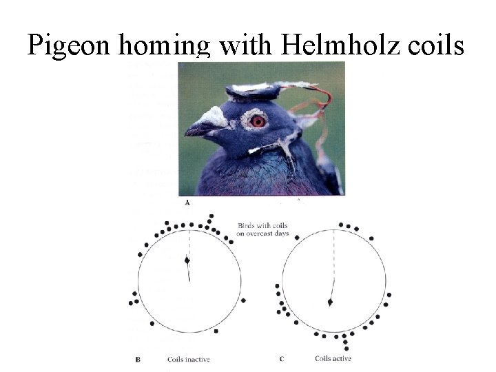 Pigeon homing with Helmholz coils 