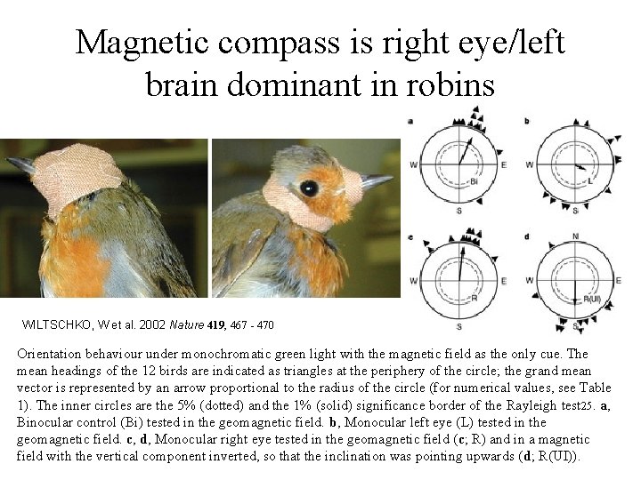 Magnetic compass is right eye/left brain dominant in robins WILTSCHKO, W et al. 2002